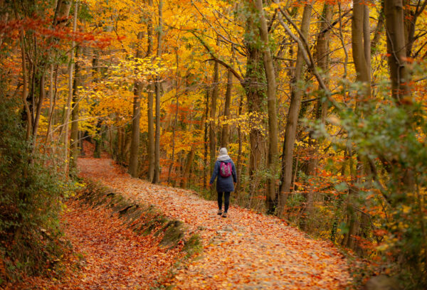 Loggerheads Country Park