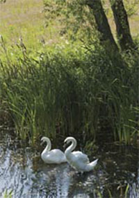 Rhuddlan Nature Reserve