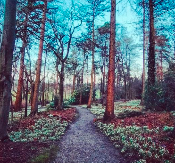 Snowdrops in north wales