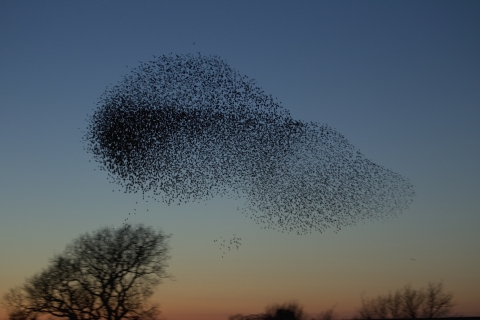 starling murmuration david tipling 2020vision