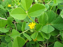 toothed medick (Medicago polymorpha)