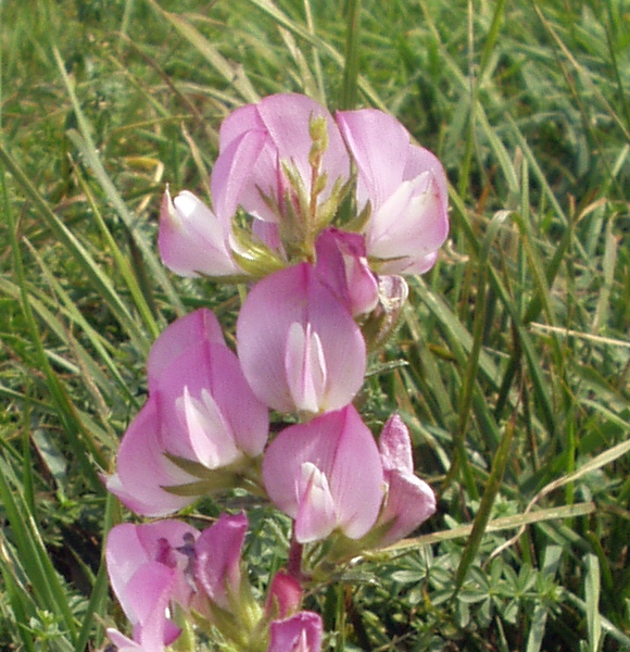 Spiny Restharrow (Ononis spinosa)