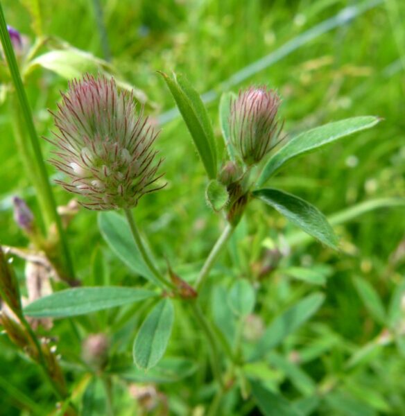 Harefoot plant