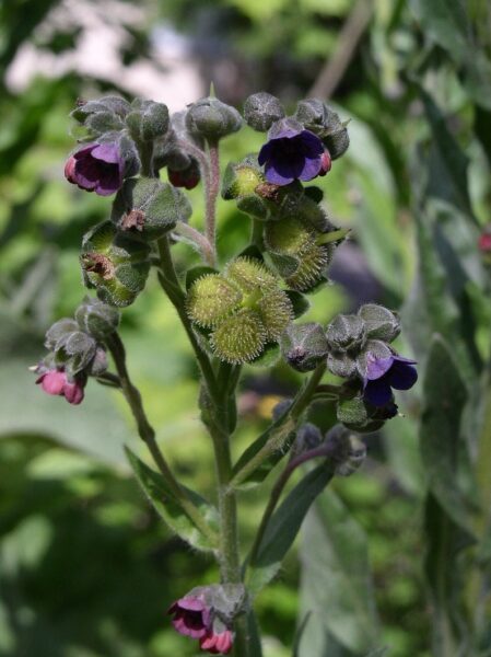 Hounds Tongue flower