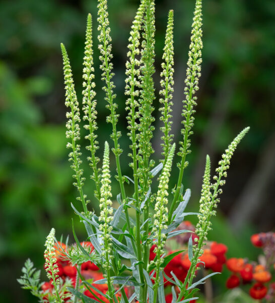 Weld (Reseda luteola)